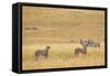 Cheetahs, Masai Mara, Kenya, Africa-Adam Jones-Framed Stretched Canvas