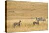 Cheetahs, Masai Mara, Kenya, Africa-Adam Jones-Stretched Canvas