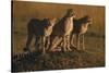 Cheetahs on Dirt Mound-DLILLC-Stretched Canvas