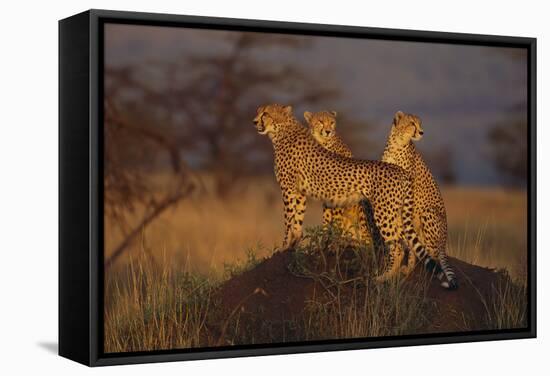 Cheetahs on Mound-DLILLC-Framed Stretched Canvas
