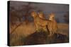 Cheetahs on Mound-DLILLC-Stretched Canvas