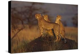 Cheetahs on Mound-DLILLC-Stretched Canvas