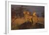 Cheetahs on Mound-DLILLC-Framed Photographic Print