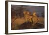 Cheetahs on Mound-DLILLC-Framed Photographic Print