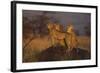 Cheetahs on Mound-DLILLC-Framed Photographic Print