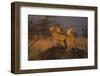 Cheetahs on Mound-DLILLC-Framed Photographic Print