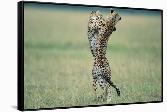 Cheetahs Playing on Savanna-Paul Souders-Framed Stretched Canvas