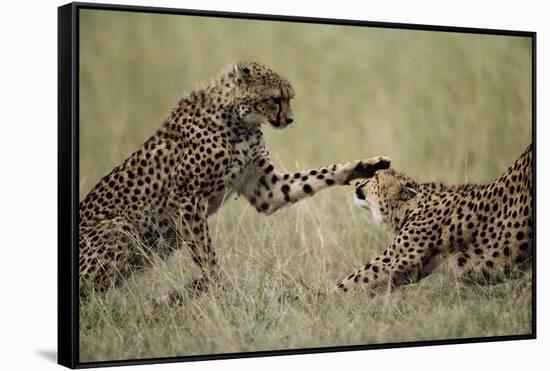 Cheetahs Playing on Savanna-Paul Souders-Framed Stretched Canvas