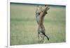 Cheetahs Playing on Savanna-Paul Souders-Framed Photographic Print