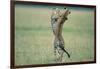 Cheetahs Playing on Savanna-Paul Souders-Framed Photographic Print