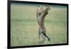 Cheetahs Playing on Savanna-Paul Souders-Framed Photographic Print