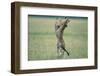 Cheetahs Playing on Savanna-Paul Souders-Framed Photographic Print