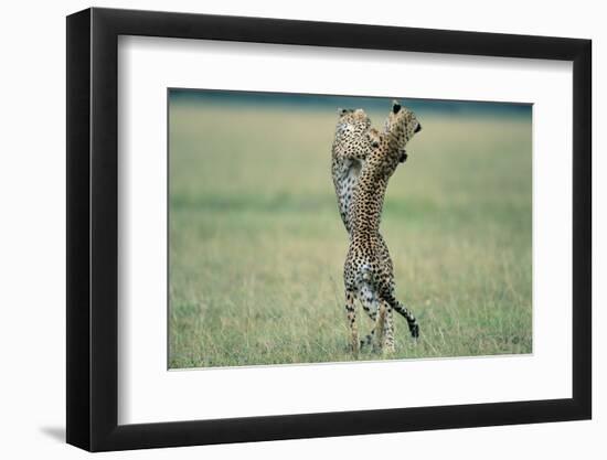 Cheetahs Playing on Savanna-Paul Souders-Framed Photographic Print