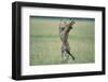 Cheetahs Playing on Savanna-Paul Souders-Framed Photographic Print