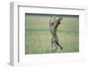 Cheetahs Playing on Savanna-Paul Souders-Framed Photographic Print