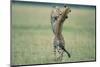 Cheetahs Playing on Savanna-Paul Souders-Mounted Photographic Print