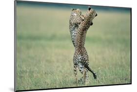 Cheetahs Playing on Savanna-Paul Souders-Mounted Photographic Print