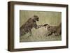 Cheetahs Playing on Savanna-Paul Souders-Framed Photographic Print