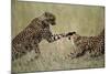 Cheetahs Playing on Savanna-Paul Souders-Mounted Photographic Print