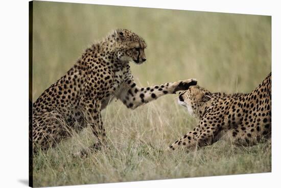 Cheetahs Playing on Savanna-Paul Souders-Stretched Canvas