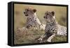 Cheetahs Resting in Grass-Paul Souders-Framed Stretched Canvas