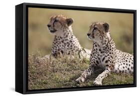 Cheetahs Resting in Grass-Paul Souders-Framed Stretched Canvas