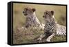 Cheetahs Resting in Grass-Paul Souders-Framed Stretched Canvas