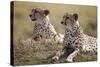 Cheetahs Resting in Grass-Paul Souders-Stretched Canvas