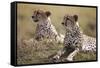 Cheetahs Resting in Grass-Paul Souders-Framed Stretched Canvas