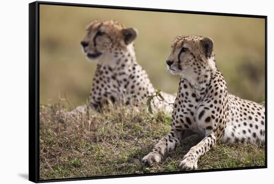 Cheetahs Resting in Grass-Paul Souders-Framed Stretched Canvas