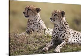 Cheetahs Resting in Grass-Paul Souders-Stretched Canvas