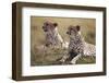 Cheetahs Resting in Grass-Paul Souders-Framed Premium Photographic Print