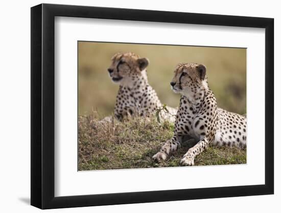 Cheetahs Resting in Grass-Paul Souders-Framed Premium Photographic Print