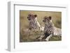 Cheetahs Resting in Grass-Paul Souders-Framed Premium Photographic Print