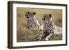 Cheetahs Resting in Grass-Paul Souders-Framed Photographic Print