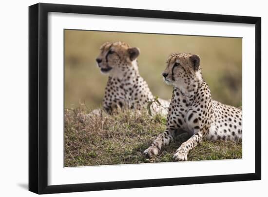 Cheetahs Resting in Grass-Paul Souders-Framed Photographic Print