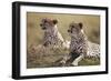 Cheetahs Resting in Grass-Paul Souders-Framed Photographic Print