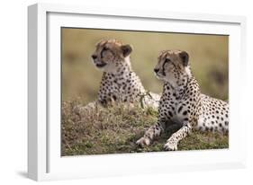 Cheetahs Resting in Grass-Paul Souders-Framed Photographic Print