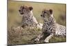 Cheetahs Resting in Grass-Paul Souders-Mounted Photographic Print