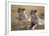 Cheetahs Resting in Grass-Paul Souders-Framed Photographic Print