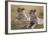 Cheetahs Resting in Grass-Paul Souders-Framed Photographic Print