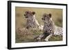 Cheetahs Resting in Grass-Paul Souders-Framed Photographic Print