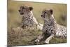 Cheetahs Resting in Grass-Paul Souders-Mounted Photographic Print