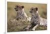 Cheetahs Resting in Grass-Paul Souders-Framed Photographic Print