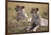 Cheetahs Resting in Grass-Paul Souders-Framed Photographic Print