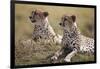 Cheetahs Resting in Grass-Paul Souders-Framed Photographic Print