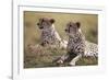 Cheetahs Resting in Grass-Paul Souders-Framed Photographic Print