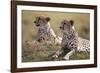 Cheetahs Resting in Grass-Paul Souders-Framed Photographic Print