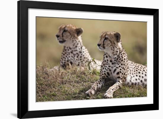 Cheetahs Resting in Grass-Paul Souders-Framed Photographic Print