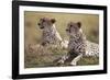 Cheetahs Resting in Grass-Paul Souders-Framed Photographic Print